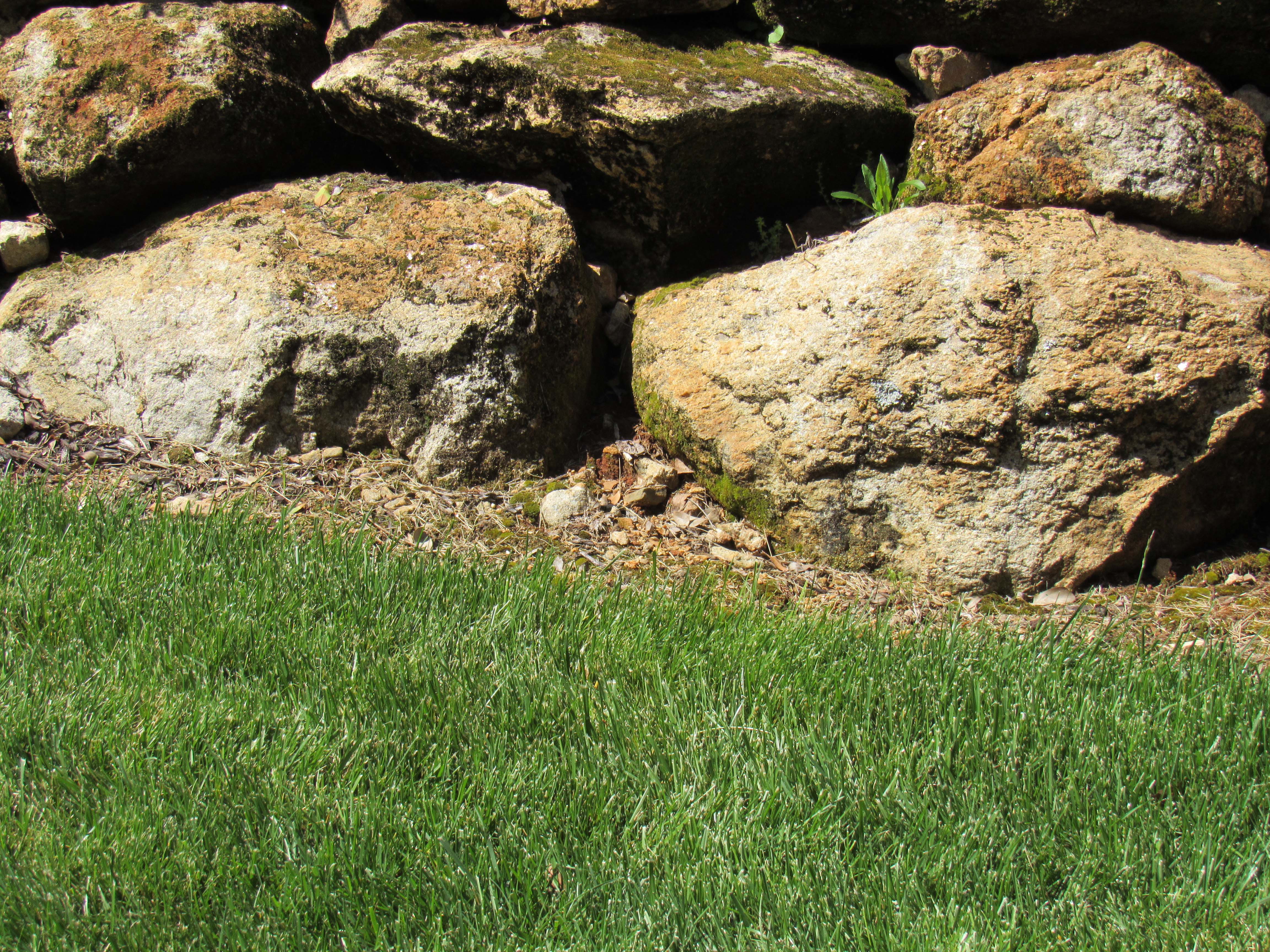 grass fertilization fountain inn and simpsonville sc
